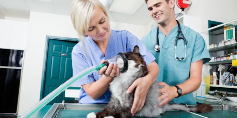 ensure-the-veterinary-team-is-well-informed